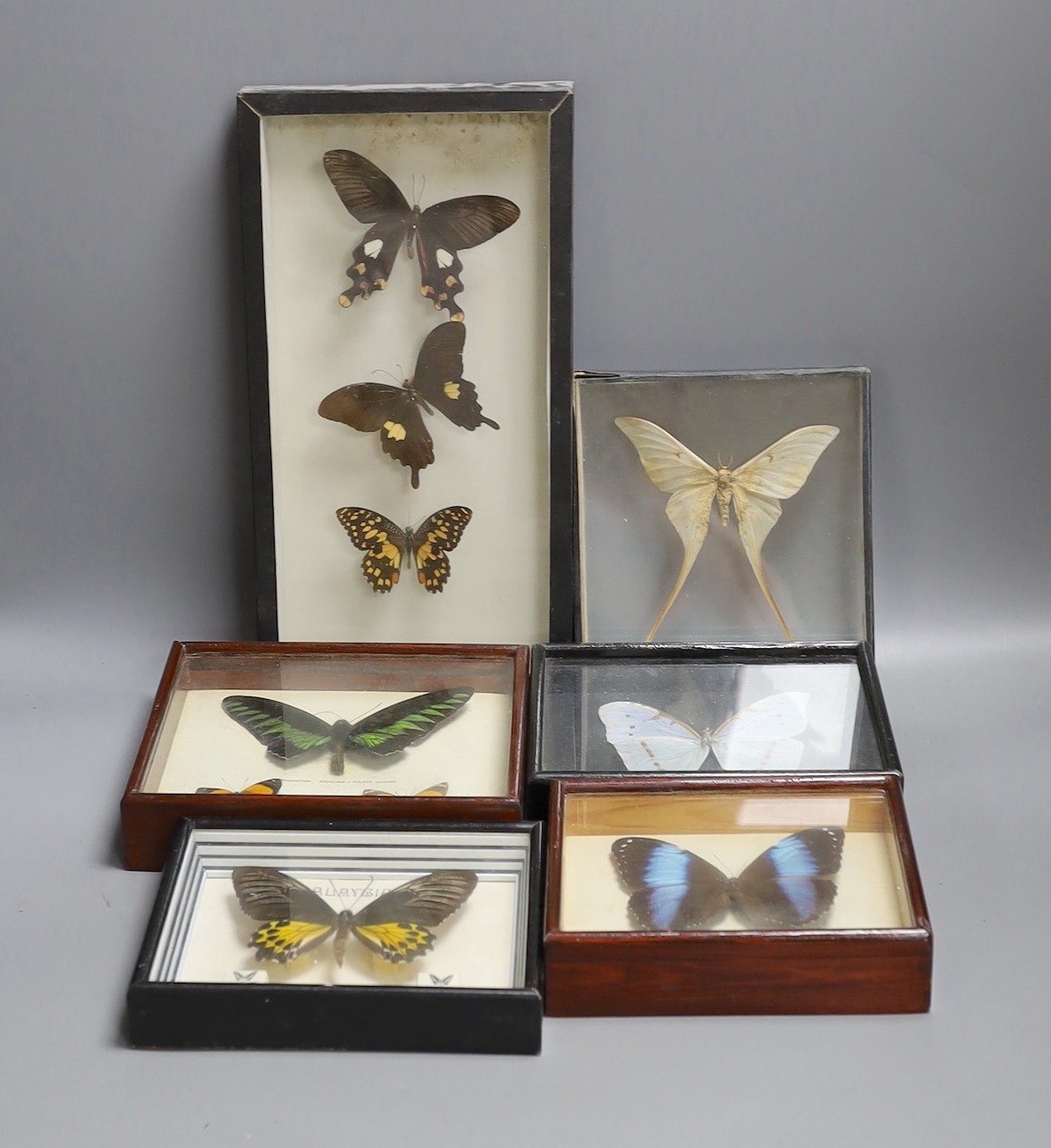Entomology - Exotic butterfly and moth specimens contained in six glazed cases, largest case 34.5 cm x 18 cm